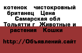 котенок - чистокровный британец › Цена ­ 700 - Самарская обл., Тольятти г. Животные и растения » Кошки   